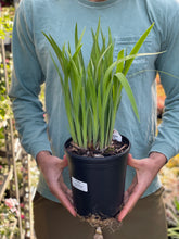 Load image into Gallery viewer, German Iris 'Rock Star'
