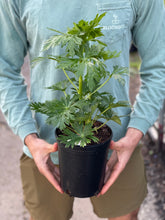 Load image into Gallery viewer, Aconitum arendsii