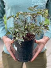 Load image into Gallery viewer, Actaea 'Black Negligee'