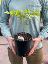 Load image into Gallery viewer, Actaea racemosa