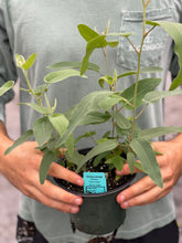 Load image into Gallery viewer, Eucalyptus 'Lemon Bush'