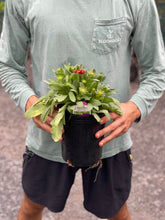 Load image into Gallery viewer, Gaillardia 'SpinTop™ Orange Halo'