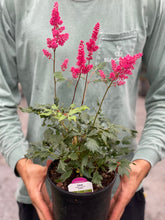 Load image into Gallery viewer, Astilbe 'Fanal'