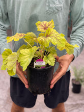 Load image into Gallery viewer, Heuchera 'Red Lightning'