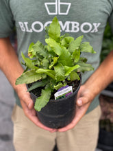 Load image into Gallery viewer, Fern 'Hart's Tongue'