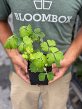 Load image into Gallery viewer, Aquilegia 'Little Lanterns'