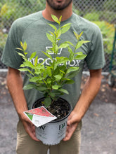 Load image into Gallery viewer, Ilex 'Berry Heavy'