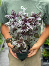 Load image into Gallery viewer, Basil 'Amethyst'