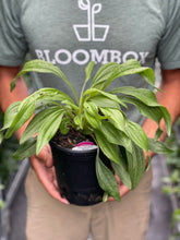 Load image into Gallery viewer, Echinacea 'Fiery Meadow Mama'