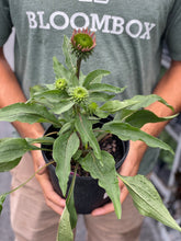 Load image into Gallery viewer, Echinacea 'Kismet Raspberry'