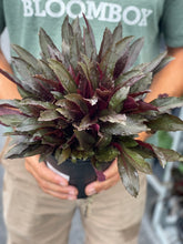 Load image into Gallery viewer, Lobelia 'Black Truffle'