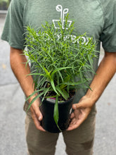 Load image into Gallery viewer, Aster 'Wood's Pink'