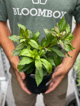 Load image into Gallery viewer, Lobelia 'Starship Burgundy'