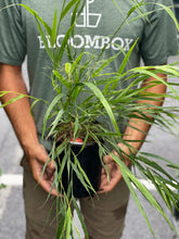 Load image into Gallery viewer, Hakonechloa 'Beni Kaze'