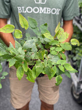Load image into Gallery viewer, Epimedium 'Pink Champagne'