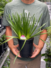 Load image into Gallery viewer, Allium 'Summer Beauty'