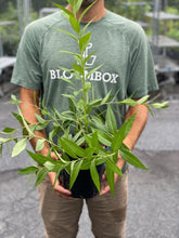 Load image into Gallery viewer, Amsonia 'Starstruck'