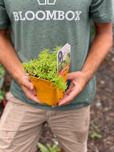 Load image into Gallery viewer, Sedum 'Angelina'