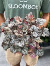 Load image into Gallery viewer, Heuchera 'Glitter'