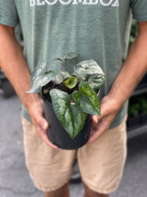 Load image into Gallery viewer, Asarum splendens