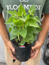Load image into Gallery viewer, Monarda 'Fireball'