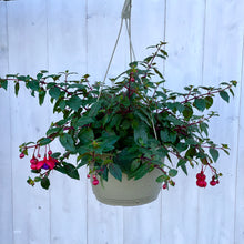 Load image into Gallery viewer, Fuchsia 'Dark Eyes' Hanging Basket