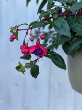 Load image into Gallery viewer, Fuchsia 'Dark Eyes' Hanging Basket
