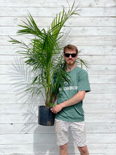 Load image into Gallery viewer, Majesty Palm