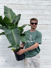 Load image into Gallery viewer, White Bird of Paradise