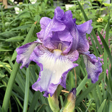 Load image into Gallery viewer, German Iris 'Earl of Essex'