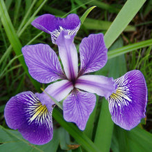 Load image into Gallery viewer, Iris versicolor