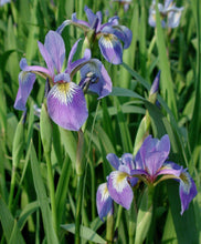 Load image into Gallery viewer, Iris versicolor