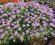 Load image into Gallery viewer, Iberis 'First Flush Lavender'