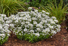 Load image into Gallery viewer, Iberis Snowsurfer™ 'Forte'