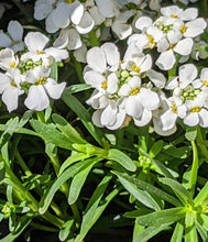 Load image into Gallery viewer, Iberis 'Snowcone'