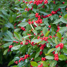 Load image into Gallery viewer, Ilex 'Berry Heavy'
