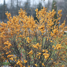 Load image into Gallery viewer, Ilex 'Berry Heavy Gold'