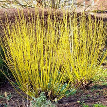 Load image into Gallery viewer, Cornus 'Arctic Fire Yellow'