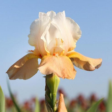 Load image into Gallery viewer, German Iris 'Invitation'