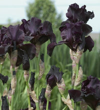 Load image into Gallery viewer, German Iris 'Before the Storm'