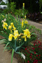 Load image into Gallery viewer, German Iris 'Pleasant Peasant'