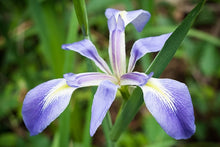 Load image into Gallery viewer, Iris virginica