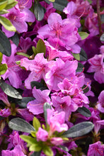 Load image into Gallery viewer, Azalea 'Karen'
