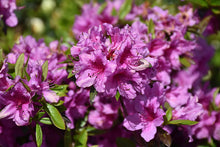 Load image into Gallery viewer, Azalea 'Herbert'