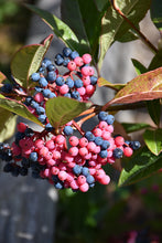 Load image into Gallery viewer, Viburnum Brandywine™