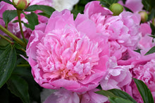 Load image into Gallery viewer, Peony 'Heidi'