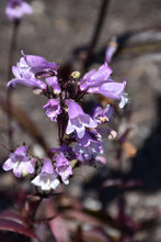 Load image into Gallery viewer, Penstemon 'Blackbeard'
