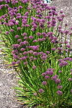 Load image into Gallery viewer, Allium 'Windy City'