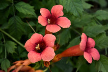 Load image into Gallery viewer, Campsis 'Flamenco' (Trumpet Vine)