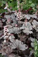 Load image into Gallery viewer, Heucherella 'Plum Cascade'